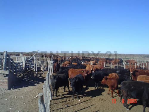 Campo ganadero la pampa