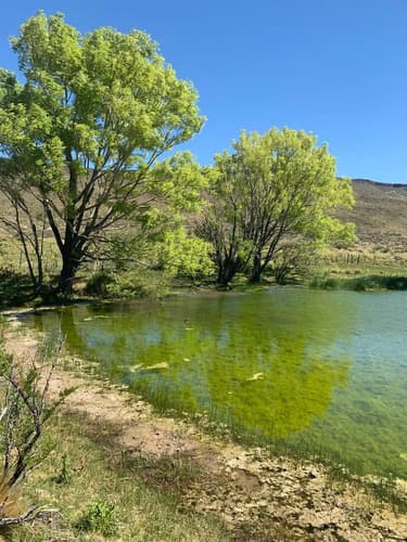 Estancia 7800 ha zapala neuquen