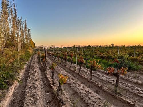 Venta finca nueva california san martin mendoza