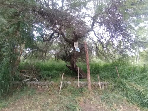 Loteterreno en venta a min de la ciudad sgo y la banda completamente forestado con arboles autoctonos agua potable perforacion con salidas para riego de aspersion luz un quincho y horno de barro