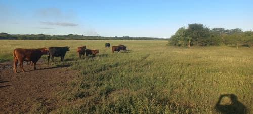 Campo agricola de 295 hectareas