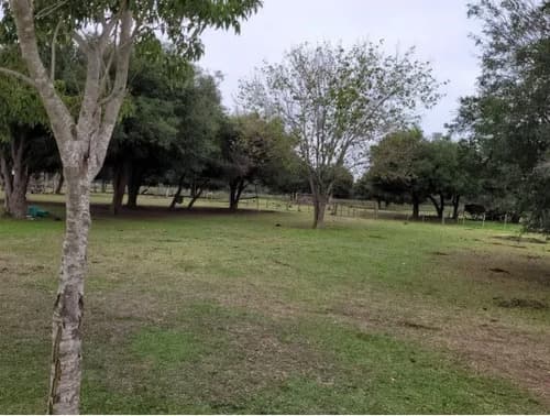 Campo 440 hectareas ganaderas sauce corrientes